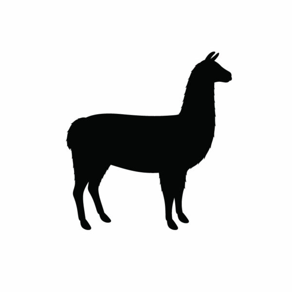 llama