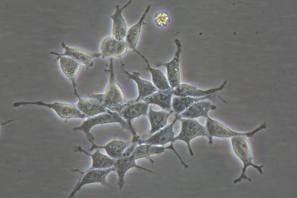 SplitCell Cell Dissociation Media SplitCell Cell Dissociation Media